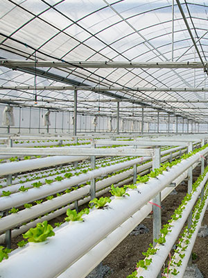 Greenhouse Used our greenhouse pipe