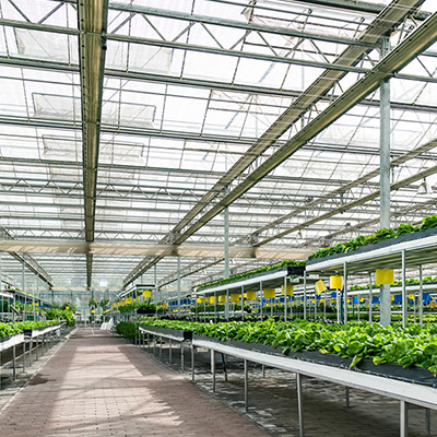 quality commercial affordable Agricultural Greenhouse
